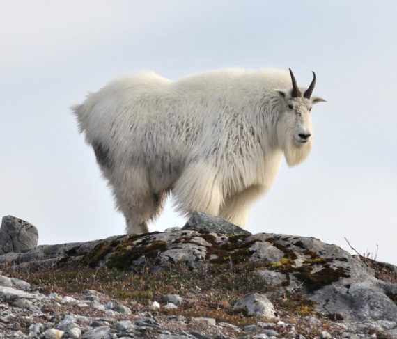 goat lick overlook - activities near glacier national park - izaak walton inn