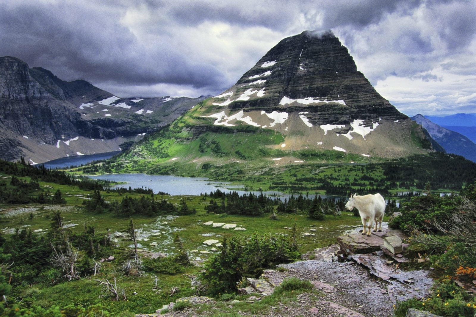 Mountain Goat (Oreamnos americanus), Glacier National Park, Montana
Glacier National Park is prime mountain goat habitat and the day I hiked the trail, this one miraculously appeared. He was kind enough to stand motionless for several moments allowing me to capture him and this spectacular view of Hidden Lake near Logan Pass, Montana.